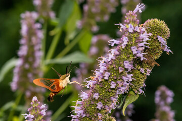 Hummingbird Clearwing Moth - Hemaris thysbe