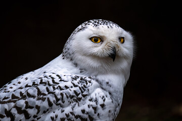 Portrait of a Snowy Owl (Bubo scandiacus)