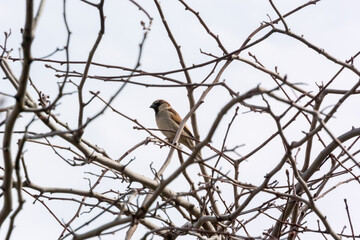 House Sparrow Perched In A Bare Tree In Spring Against A Grey Sky