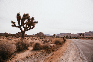 road in Joshua Tree California