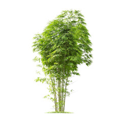 Green bamboo tree isolated on transparent background with clipping path, single bamboo tree with...