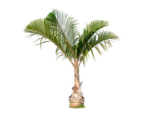 Green palm tree isolated on transparent background with clipping path, single palm tree with...