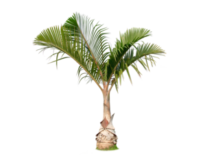 Green palm tree isolated on transparent background with clipping path, single palm tree with clipping path and alpha channel. are Forest and foliage in summer for both printing and web pages.