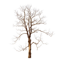 Green Dead tree isolated on transparent background with clipping path, single Dead tree with clipping path and alpha channel. are Forest and foliage in summer for both printing and web pages.