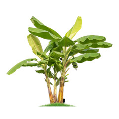 Green banana tree isolated on transparent background with clipping path, single banana tree with clipping path and alpha channel. are Forest and foliage in summer for both printing and web pages.