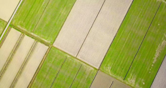 Motion over boundless terrain with perfect diagonal parallel lines and tractor tracks on fresh green vegetable beds aerial view