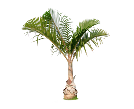Green palm tree isolated on transparent background with clipping path, single palm tree with clipping path and alpha channel. are Forest and foliage in summer for both printing and web pages.