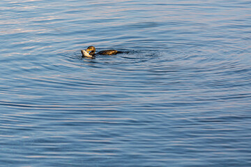 Landscapes in the Mediterranean on the coast of Sardinia