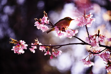 春の訪れとメジロ
