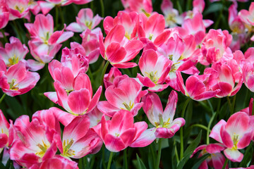 Obraz premium Close-up view of fresh pink tulip flower blooming in the garden