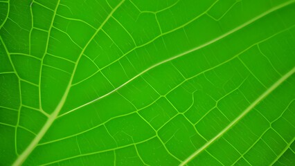 green leaf texture