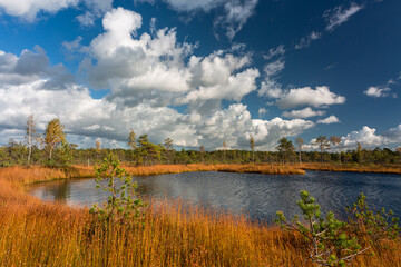 Summer Landscapes of Swamp Lakes with Clouds