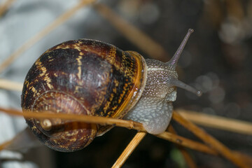 Common snail in the garden  Antenna     