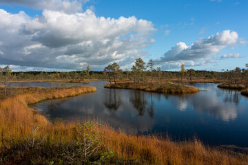 Fototapeta na wymiar Summer Landscapes of Swamp Lakes with Clouds