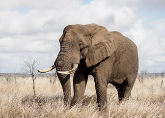 Fototapeta na wymiar African bush elephant (Loxodonta africana), Kruger National Park, South Africa