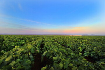 Fototapeta na wymiar vineyard at sunset