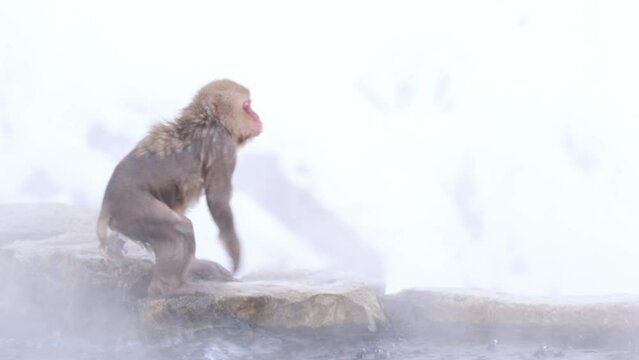 露天風呂に入る猿」の写真素材 | 840件の無料イラスト画像 | Adobe Stock