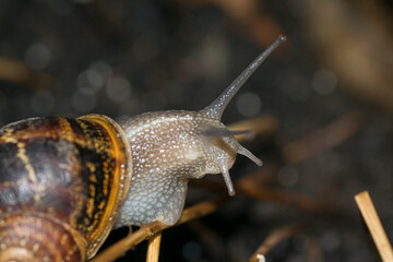 snail gastropod shell and his antenna 