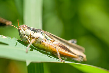 Grashopper perched on a leaf , in the garden 