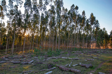 eucalyptus forests in rational planting for the paper industry in the state of Sao Paulo, Brazil