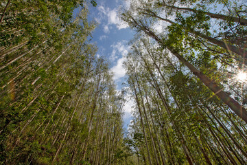 Perspective of eucalyptus forests in rational planting for the paper industry in the state of Sao...