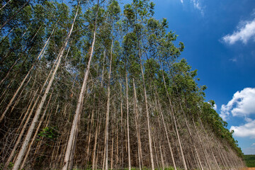 Fototapeta premium Perspective of eucalyptus forests in rational planting for the paper industry in the state of Sao Paulo, Brazil