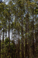 Eucalyptus plantation closeup. Countryside of Sao Paulo state, Brazil