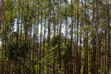 Obraz na płótnie Canvas Eucalyptus plantation closeup. Countryside of Sao Paulo state, Brazil