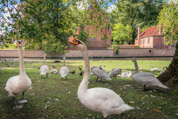 Public park and canal near monastery with swans and ducks, Bruges, Belgium