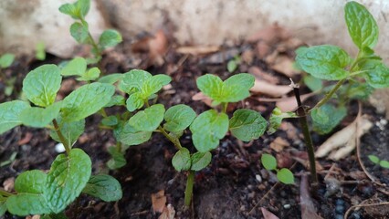 green mint plant growing in garden showing small green leaves scientific name mentha piperita