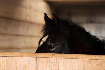 Adorable black horse in wooden stable. Lovely domesticated pet
