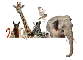 Group of different wild animals standing behind banner on white background, collage