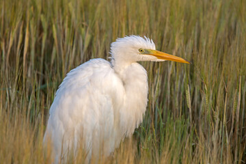 Beautiful white bird walking in the summer meadow. Great egret or great white heron (Ardea alba), Eastern Lithuania.