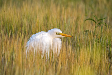 Beautiful white bird walking in the summer meadow. Great egret or great white heron (Ardea alba), Eastern Lithuania.