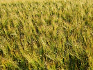 wheat field in summer