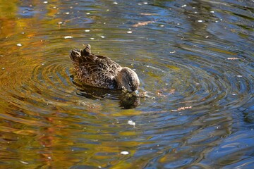 Female Northern Pintail - Anas acuta - in Green Cay Nature Center Wetlands in Boynton Beach, Florida.