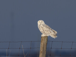 Snowy owl perching on a fence post with dark background in farm field