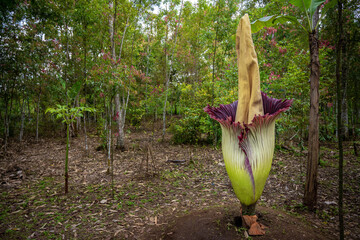 corpse flower or Amorphophallus titanum in forest - obrazy, fototapety, plakaty