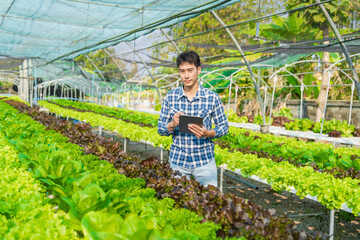 smart young Asian farmer records the quality and quantity of an organic hydroponic vegetable garden.