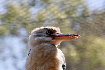 kookaburra profile 
