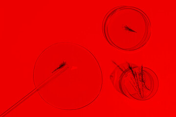 petri dish, blood, red, laboratory, laboratory instruments, inclusions, liquid, gel, plasma, fluid