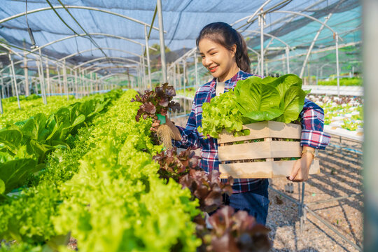 Pretty asia female smart farmer working with organic vegetables in the vegetable greenhouse. hydroponic vegetable garden woman smart farmer concept.