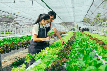 Young friends smart farmer gardening, checking quality together in the salad hydroponic garden greenhouse.