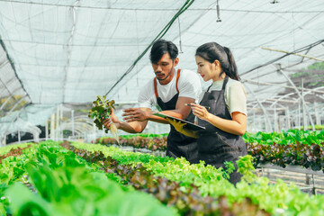 Young friends smart farmer gardening, checking quality together in the salad hydroponic garden greenhouse.