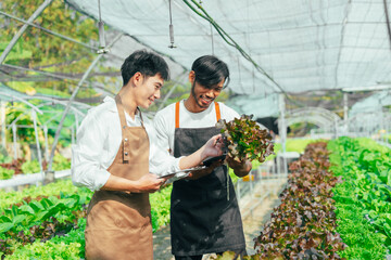 Young friends smart farmer gardening, checking quality together in the salad hydroponic garden greenhouse.