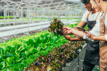 Young friends smart farmer gardening, checking quality together in the salad hydroponic garden greenhouse.