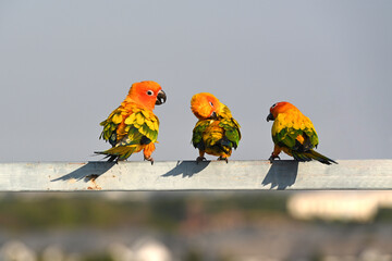Beautiful Sun Conure parrot perched on the railing.