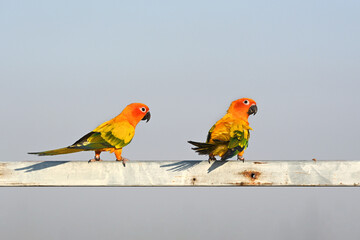 Beautiful Sun Conure parrot perched on the railing.