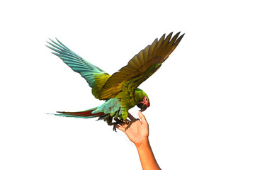 Macaw parrot perched on owner's hand isolated on white © winai