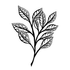 Outline graphic logo of plant leaves against white background